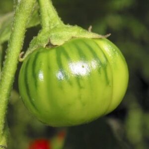 Garden Egg Seeds for Home Gardens