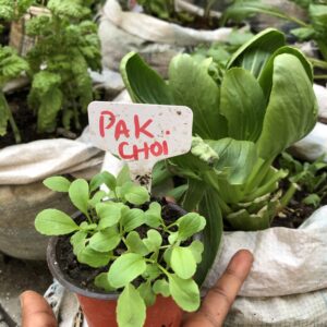 Pak Choi Seeds - Fast Growing Asian Greens