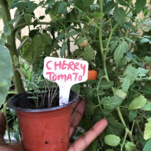 Cherry Tomato Seeds