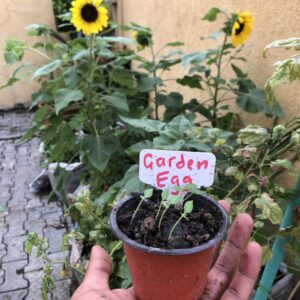 Garden Egg Seeds for Home Gardens