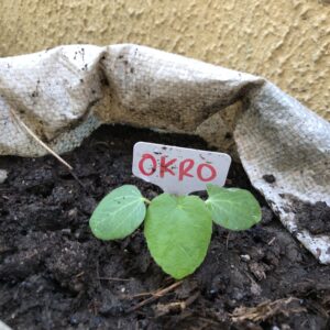Okro Seeds for Home Garden