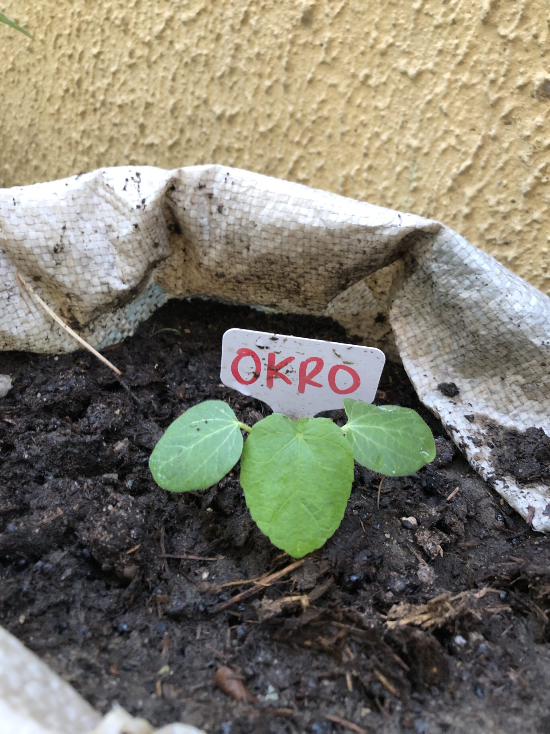 Okro Seeds for Home Garden