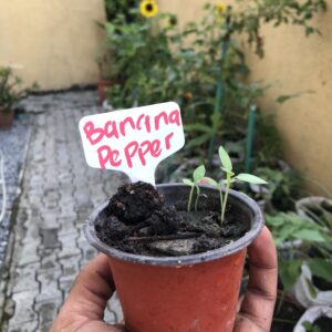 Banana Pepper Seeds for Home Garden