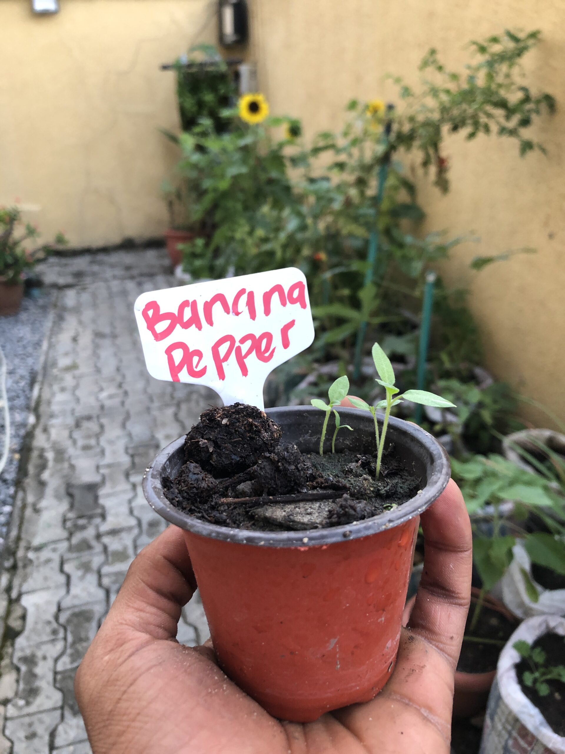 Banana Pepper Seeds for Home Garden