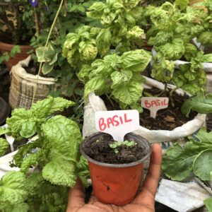 Basil Seeds for your Garden