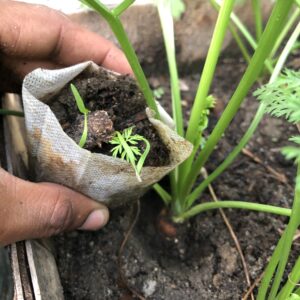 Carrot Seeds for Home Garden