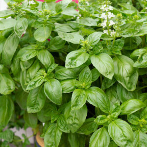 Sweet Basil Seeds for your Garden