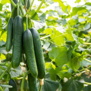 Cucumber Seeds