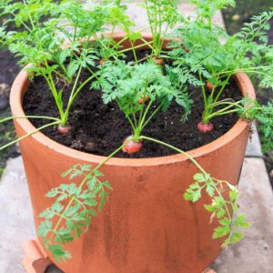 Carrot Seeds for Home Garden