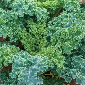 Kale Seeds for Home Garden