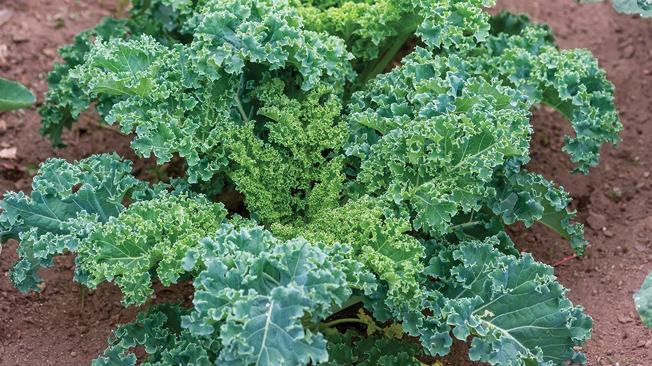 Kale Seeds for Home Garden