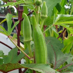Okro Seeds for Home Garden