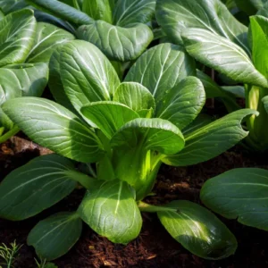 Pak Choi Seeds - Fast Growing Asian Greens