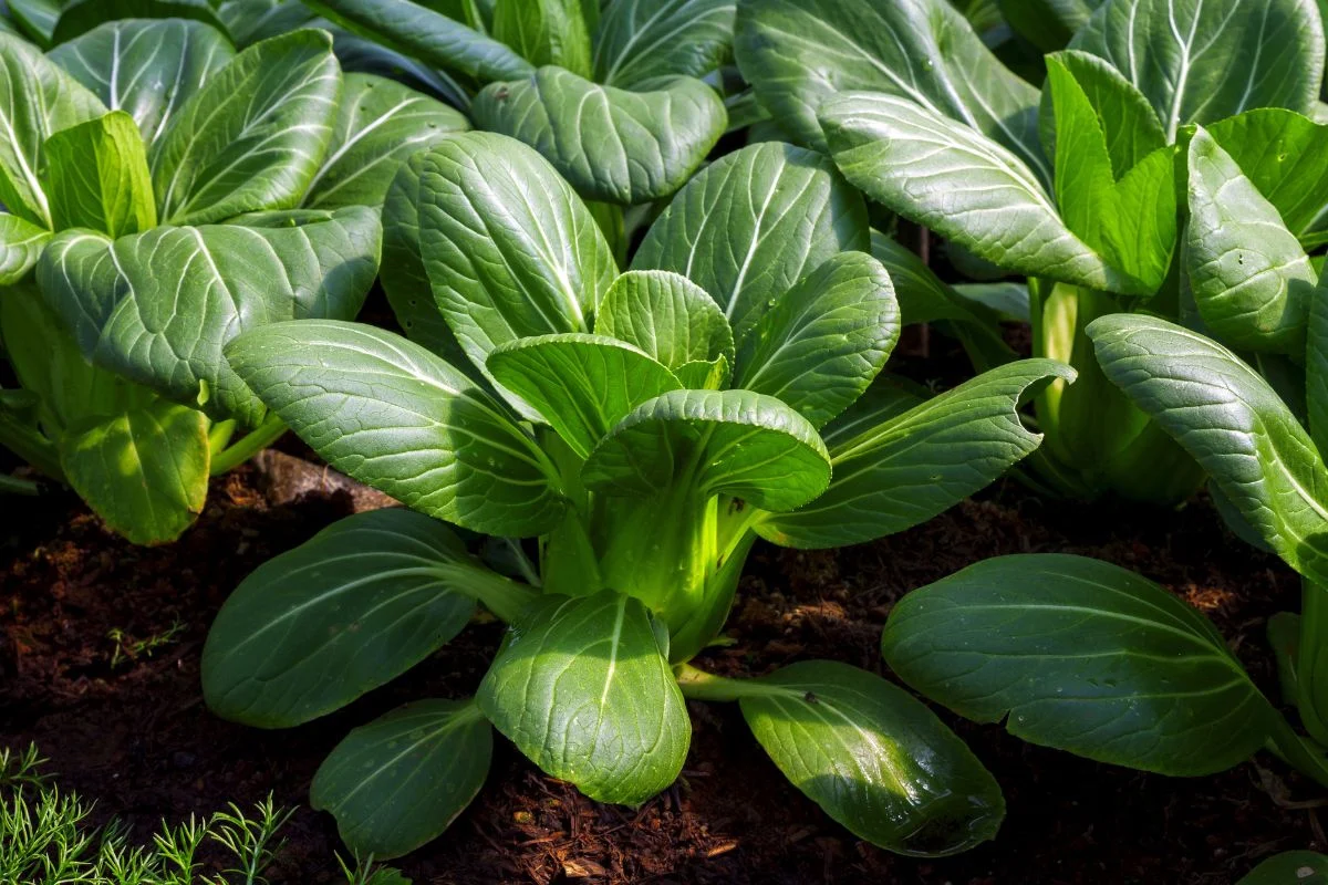 Pak Choi Seeds - Fast Growing Asian Greens