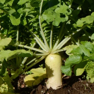White Radish Seeds