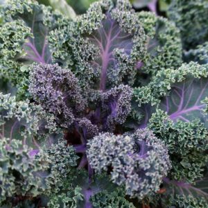 Scarlet Kale (Purple Kale) Seeds for Home Garden