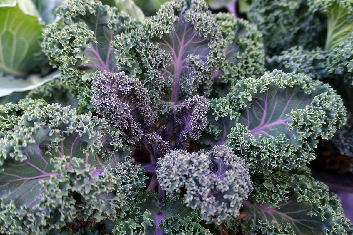 Scarlet Kale (Purple Kale) Seeds for Home Garden